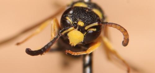 Stenodynerus fastidiosissimus fastidiosissimus